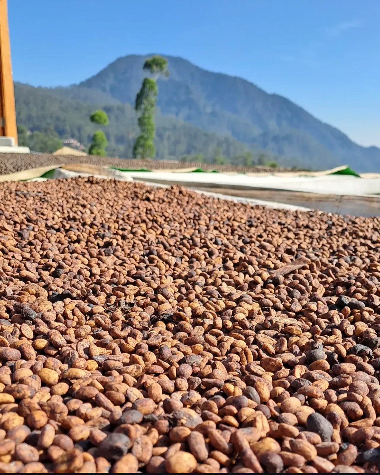 Wine Process Arabica – Indonesian Specialty Coffee