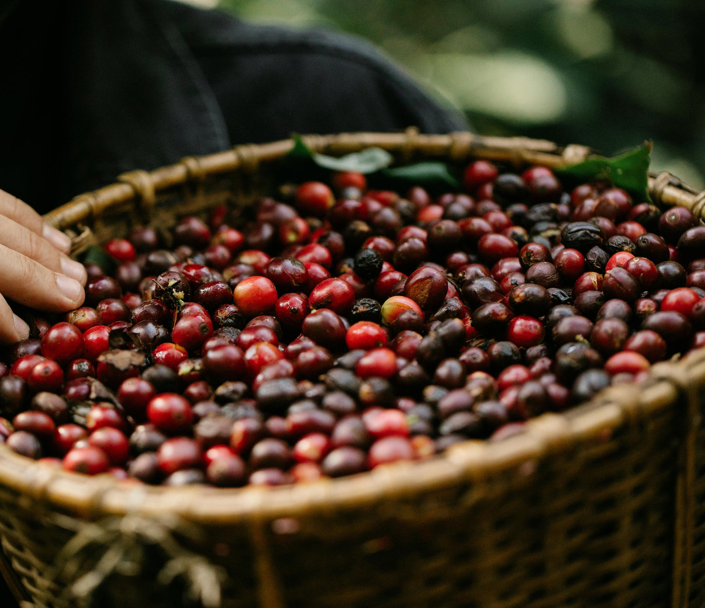 Full Washed Arabica – Indonesian Single Origin