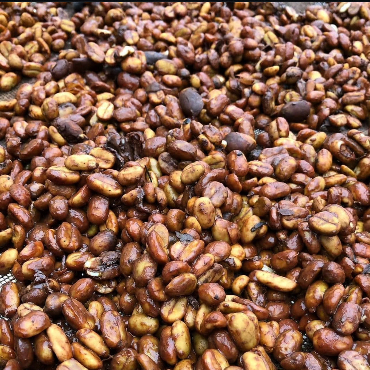 Honey Process Arabica – Indonesian Single Origin