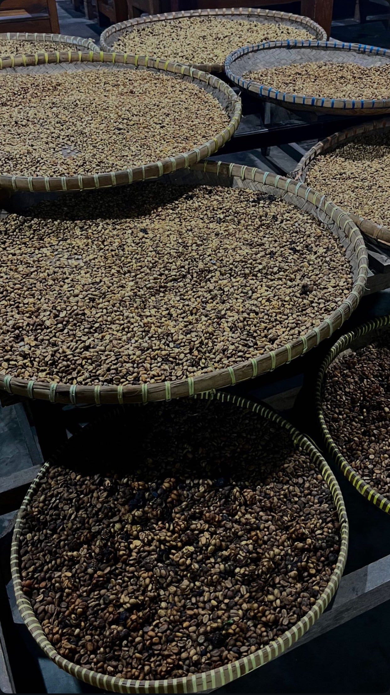 Organic Wild Luwak Coffee – Roasted Beans