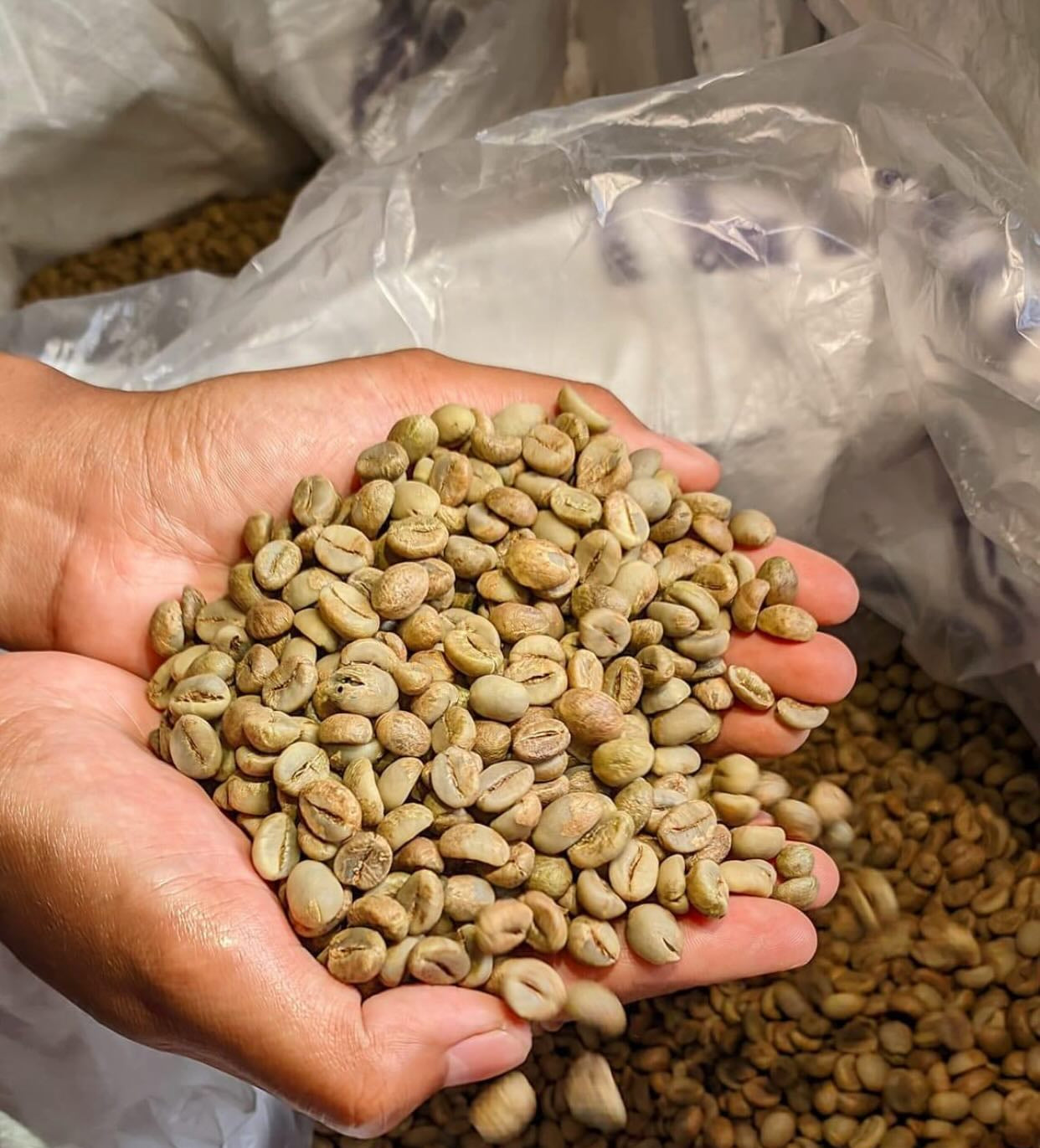 Robusta Natural – Indonesian Green Coffee Beans