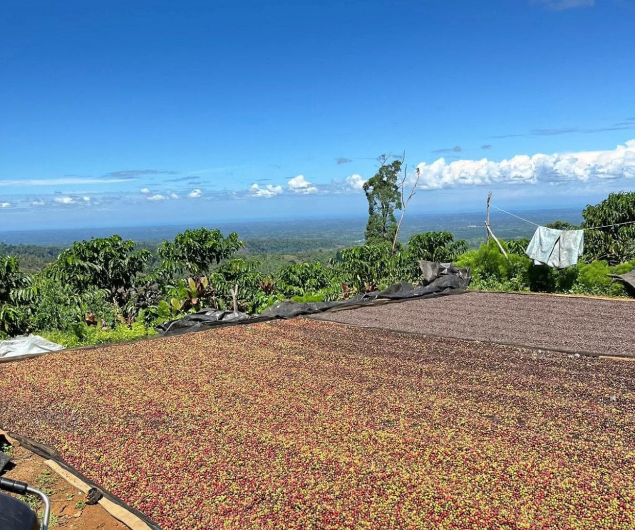 Natural Process Arabica – Indonesian Specialty Coffee