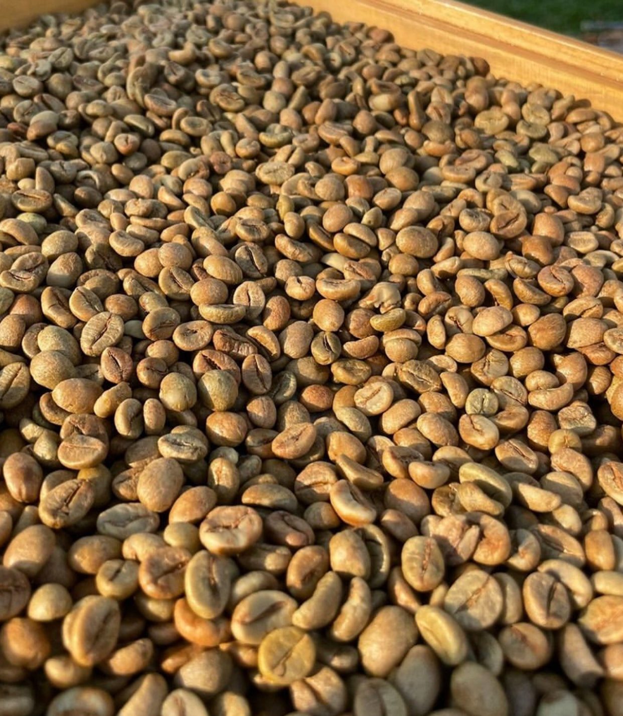 Natural Process Arabica – Indonesian Specialty Coffee