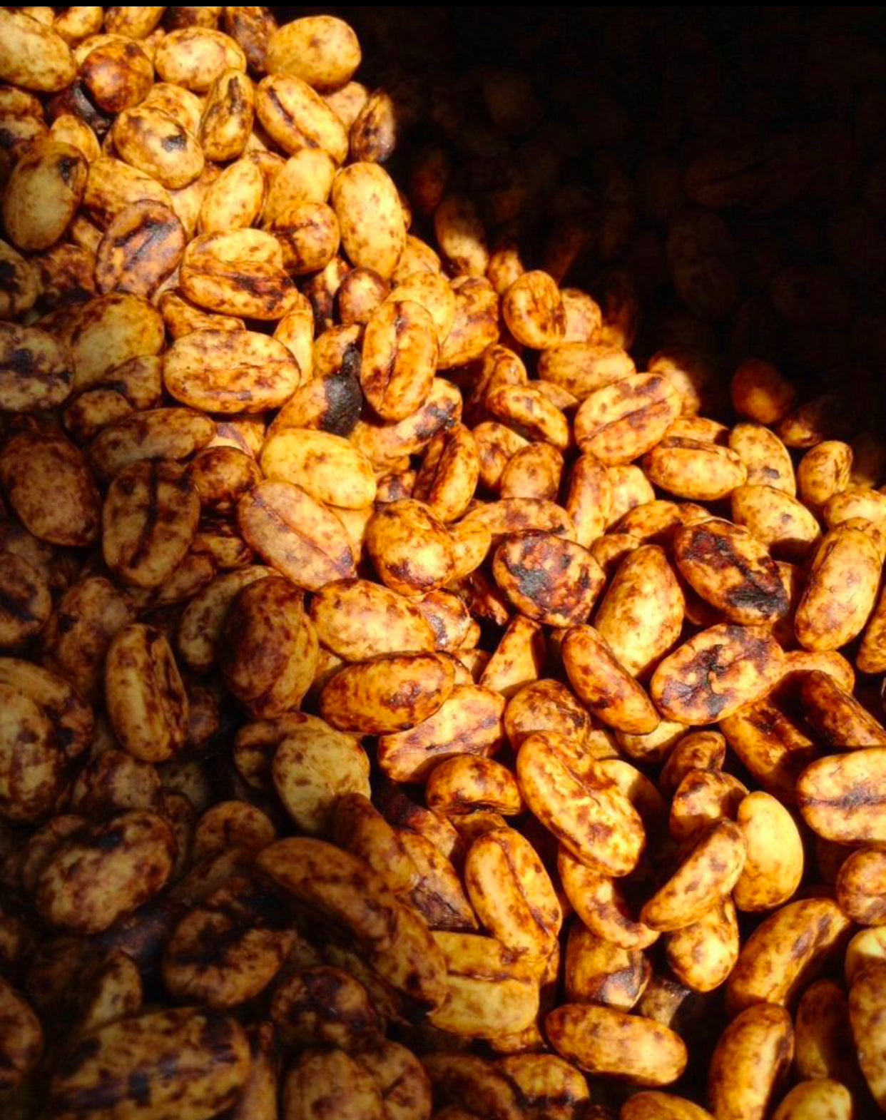 Organic Wild Luwak Coffee – Roasted Beans